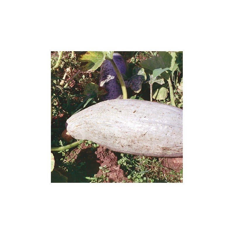 calabaza banana blue semillas ecolÃ³gicas