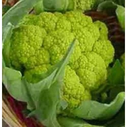 coliflor verde Macerata - semillas no tratadas
