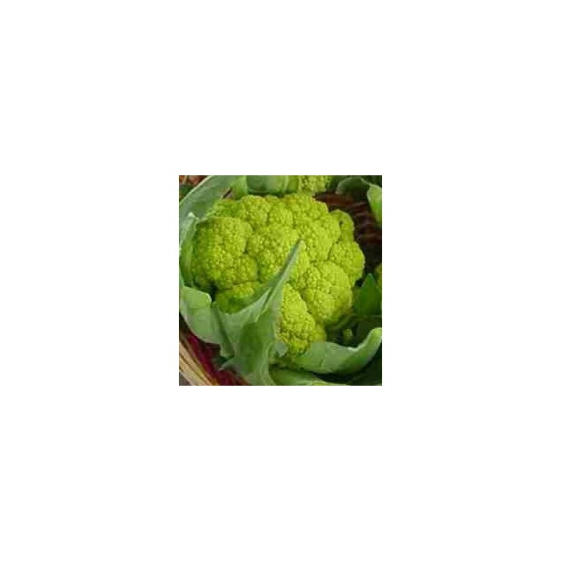 coliflor verde Macerata - semillas no tratadas