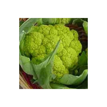 coliflor verde Macerata - semillas no tratadas