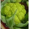 coliflor verde Macerata - semillas no tratadas