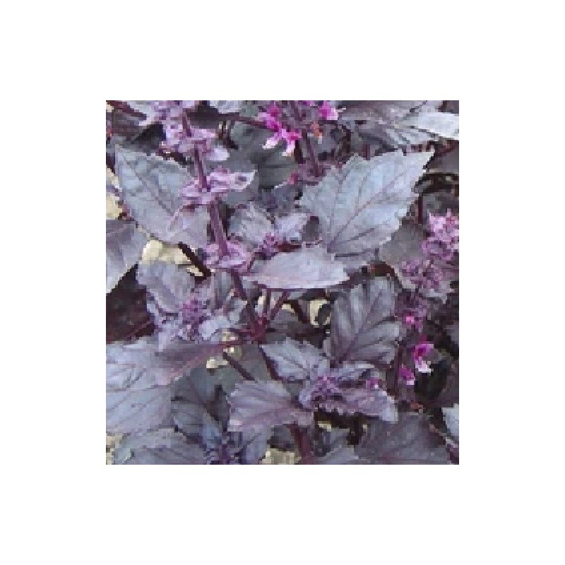 Albahaca roja opalo oscuro - semillas sin tratamiento