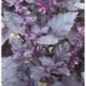 Albahaca roja opalo oscuro - semillas sin tratamiento