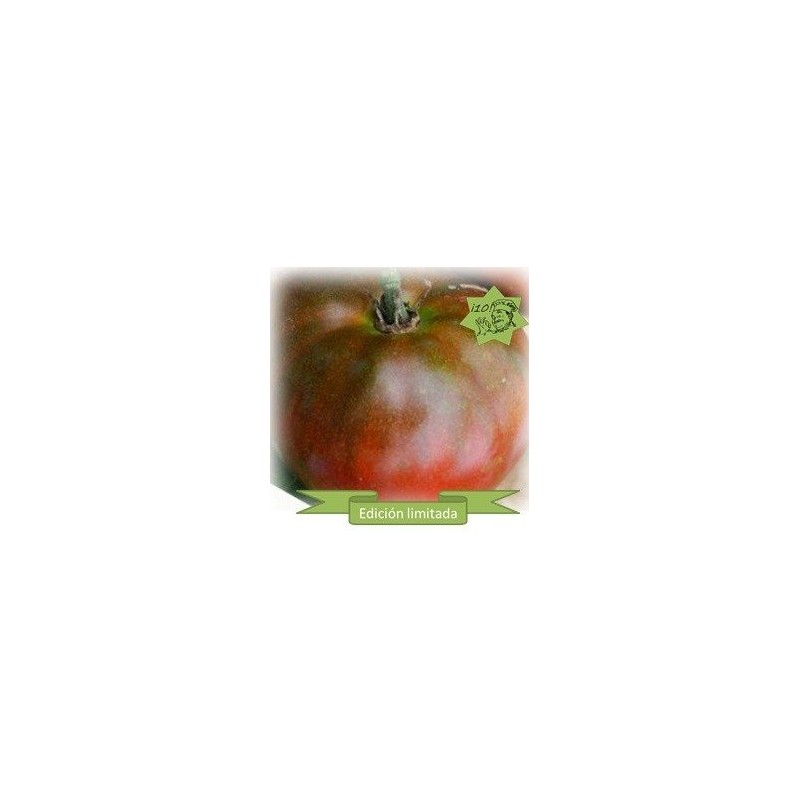 tomate Black Aisberg