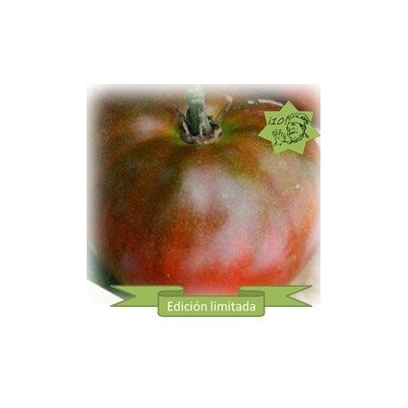 tomate Black Aisberg