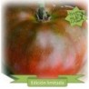 tomate Black Aisberg