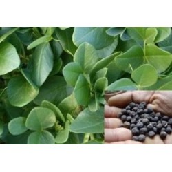 alberjones (Vicia narbonensis) semillas ecolÃ³gicas