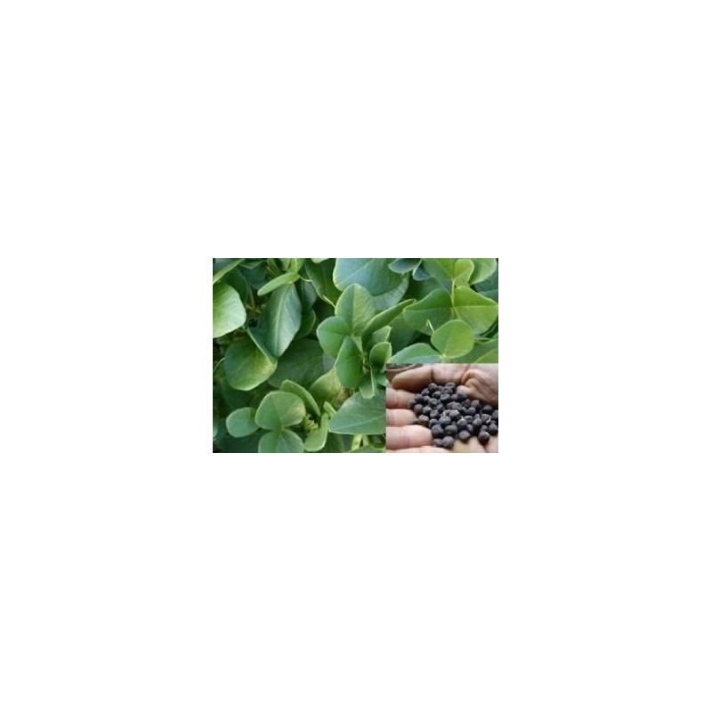 alberjones (Vicia narbonensis) semillas ecolÃ³gicas