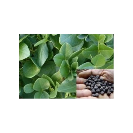 alberjones (Vicia narbonensis) semillas ecolÃ³gicas