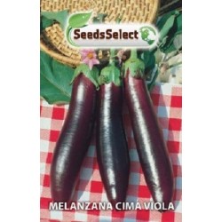 berenjena morada de punta fina