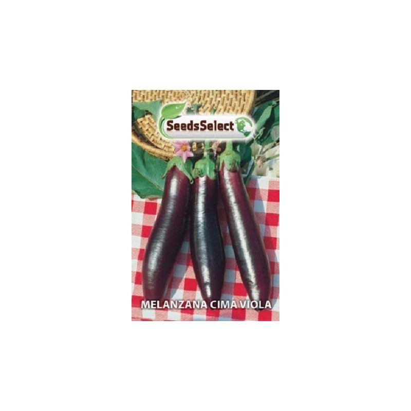 berenjena morada de punta fina