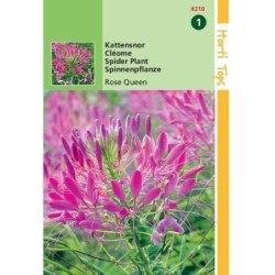 Cleome - flor araÃ±a (Cleome spinosa)