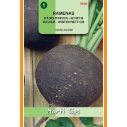 rabano negro redondo zwarte