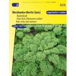 Kale Late Autumn (Westlandse Herfst late)