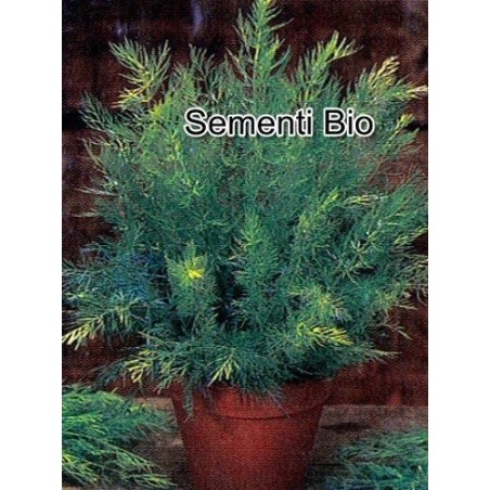 comino (cuminum cyminum) semillas ecologicas