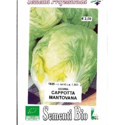 achicoria cappotta mantovana semillas ecolÃ³gicas