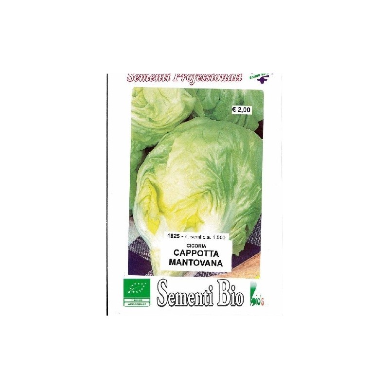 achicoria cappotta mantovana semillas ecolÃ³gicas