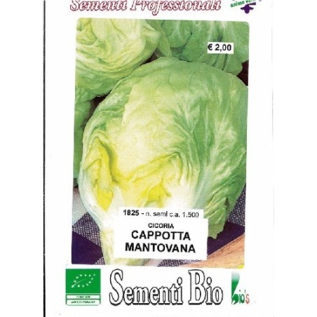 achicoria cappotta mantovana semillas ecolÃ³gicas