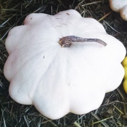Calabaza Patisson Blanca (Semillas no tratadas)