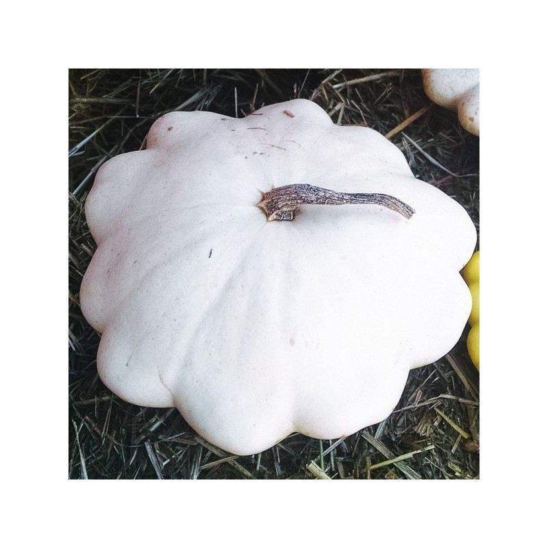 Calabaza Patisson Blanca (Semillas no tratadas)