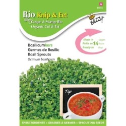 brotes de albahaca ecolÃ³gicos