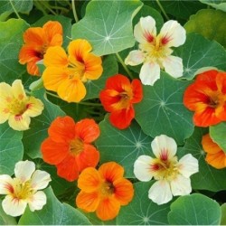 capuchina grande variada (Tropaelum majus) semillas ecologicas