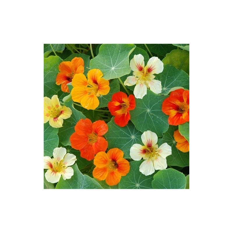 capuchina grande variada (Tropaelum majus) semillas ecologicas