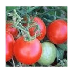 semillas de tomate Czech bush (Checo determinado)