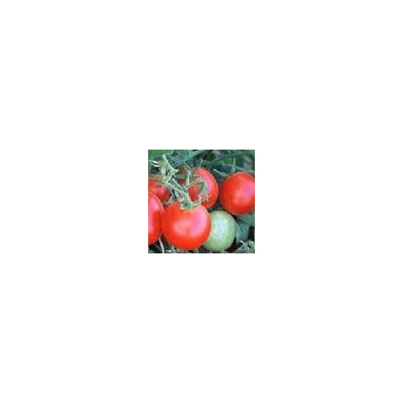 semillas de tomate Czech bush (Checo determinado)