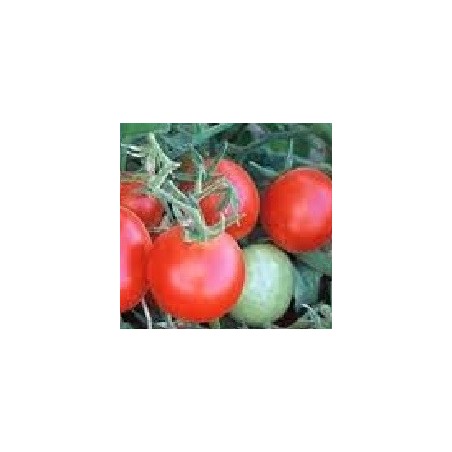 semillas de tomate Czech bush (Checo determinado)