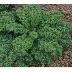 Kale Dwarf green curled - semillas Nat Nat