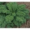 Kale Dwarf green curled - semillas Nat Nat