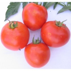 Tomate F1 Mountain Pride