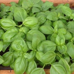 Albahaca Genovesa  (Semillas no tratadas)