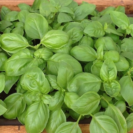 Albahaca Genovesa  (Semillas no tratadas)