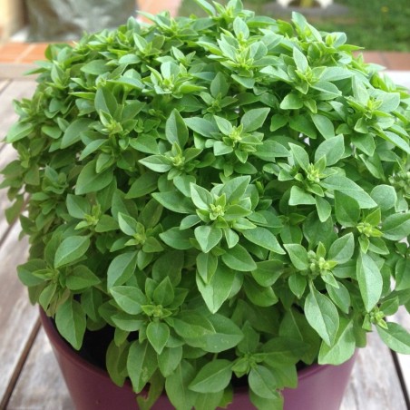 Albahaca de Hoja PequeÃ±a (Semillas EcolÃ³gicas)