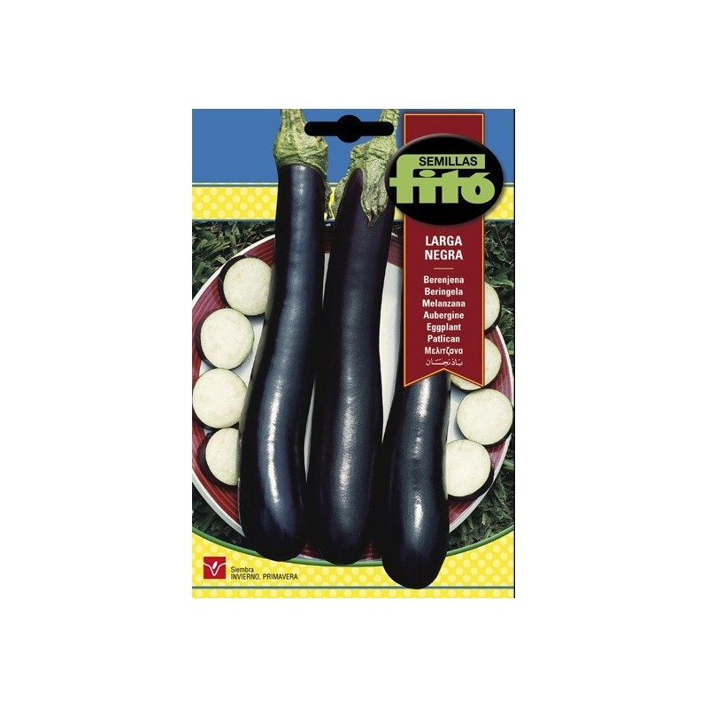 berenjena larga negra