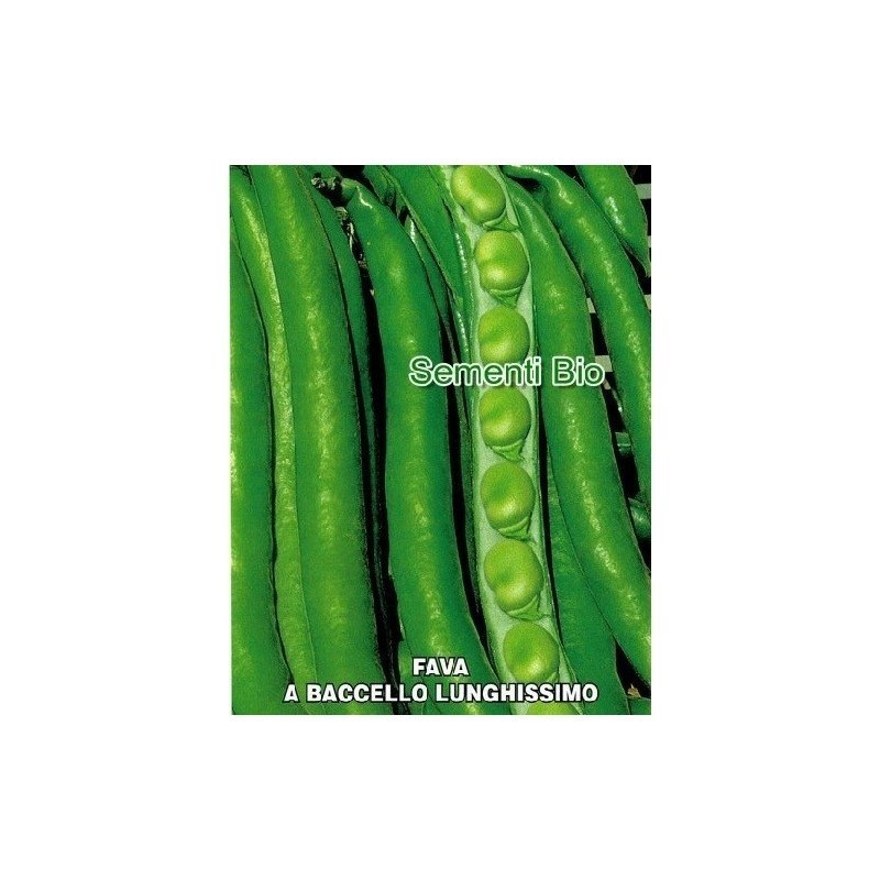 haba supersimonia valenciana (smeralda)- semillas ecologicas