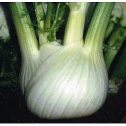 hinojo fedro - semillas ecolÃ³gicas