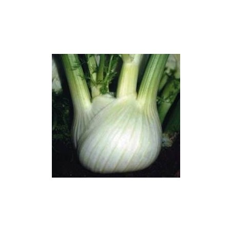 hinojo fedro - semillas ecolÃ³gicas