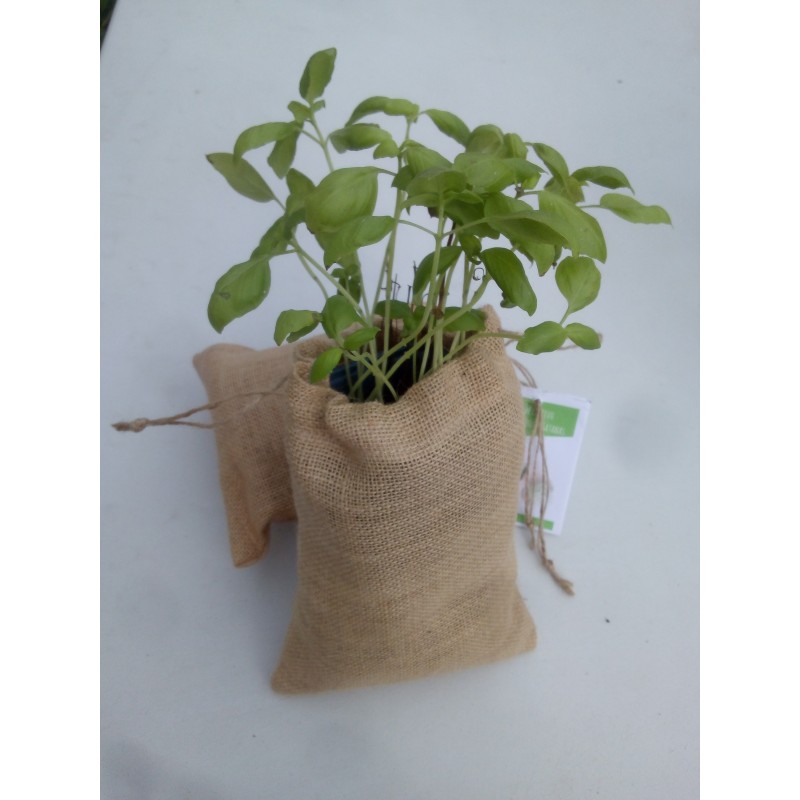 Saco de cultivo de albahaca