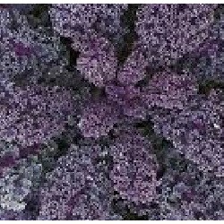 kale morado (semillas no tratadas)