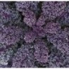 kale morado (semillas no tratadas)