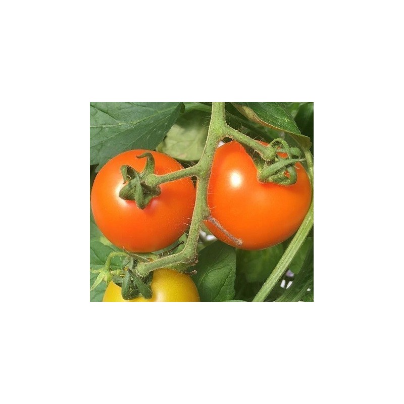 Tomate clementine semillas no tratadas