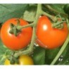 Tomate clementine semillas no tratadas