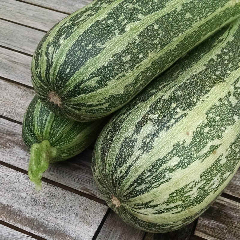 CalabacÃ­n F1 Tiger Cross (Semillas EcolÃ³gicas)
