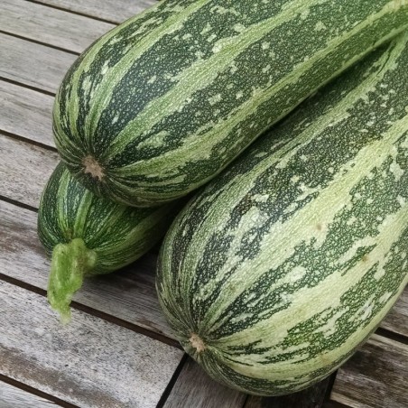 CalabacÃ­n F1 Tiger Cross (Semillas EcolÃ³gicas)