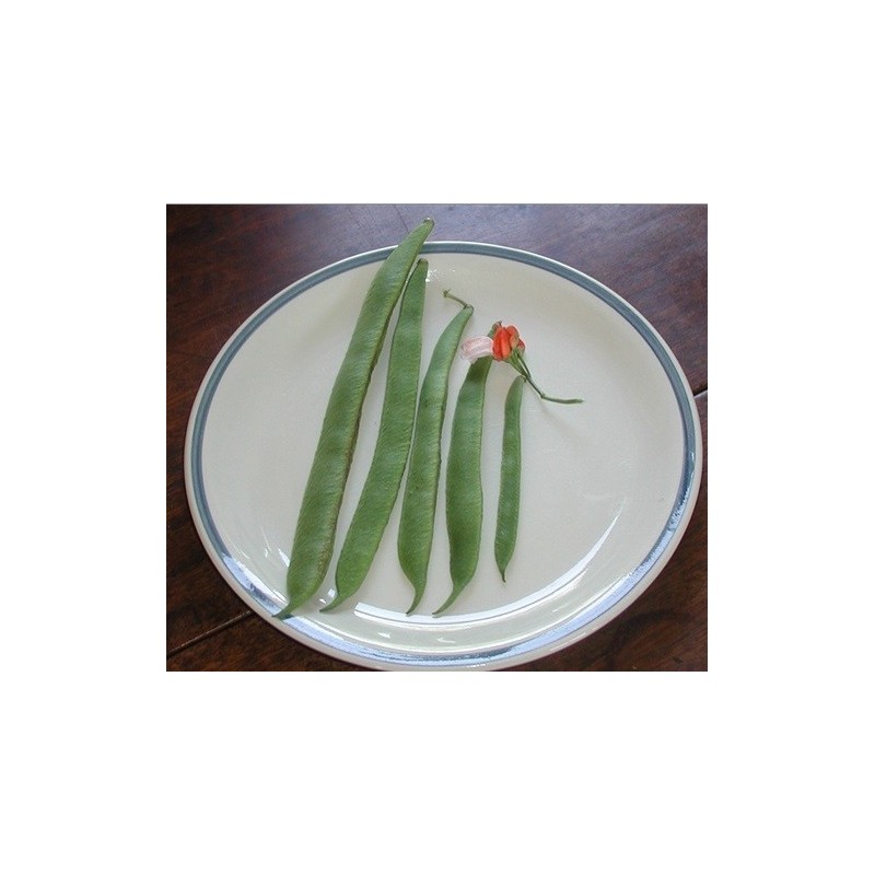 judiia painted lady (semillas ecolÃ³gicas)