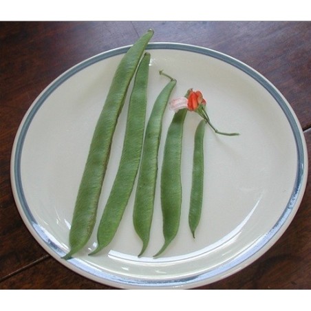 judiia painted lady (semillas ecolÃ³gicas)