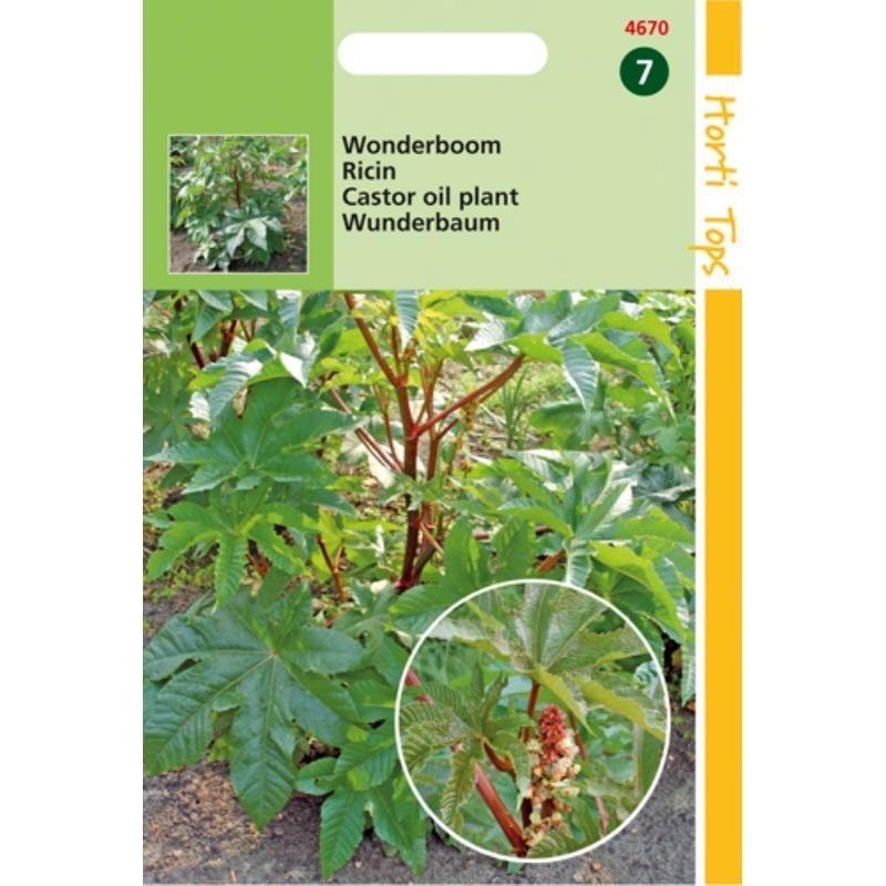 ricino (Ricinus communis)